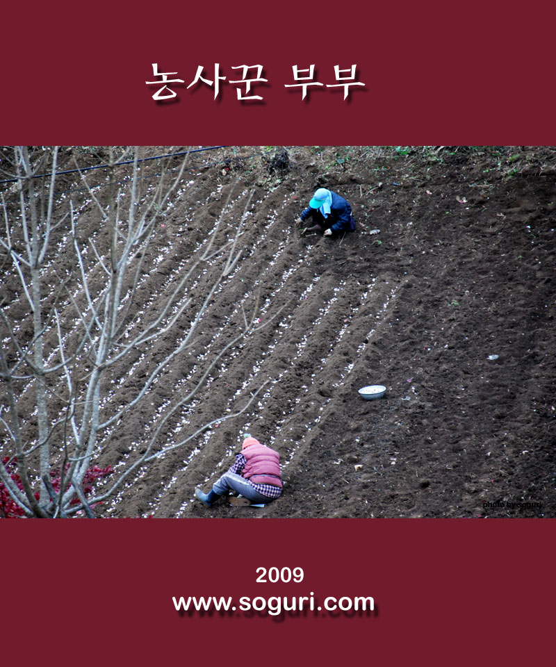 충북 단양 솔농원 농사꾼 부부 단양마늘 파종 - 2009년 11월 4일 