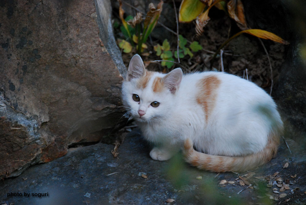 단양 솔고개마을 고양이