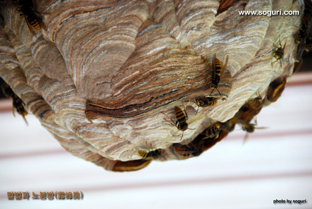 솔고개마을 말벌과 말벌집(노봉방 / 露蜂房) 