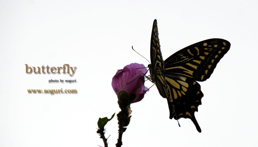 충북 단양 솔고개 나비(butterfly) 
