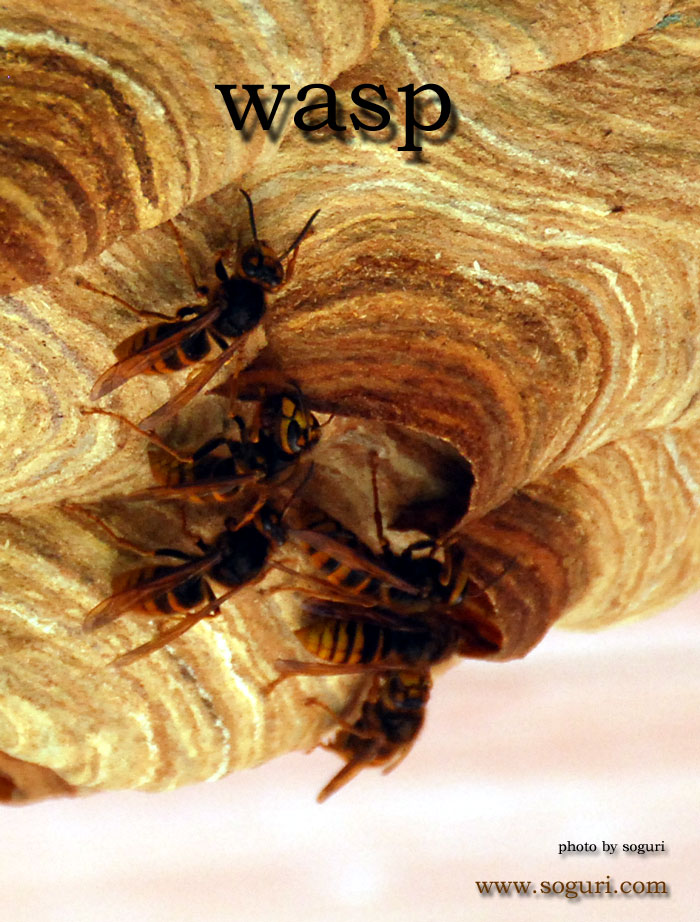 말벌(wasp