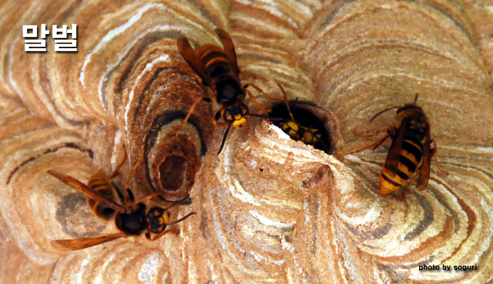 자연의 법칙 - 곤충을 잡아먹는 유익한 말벌 